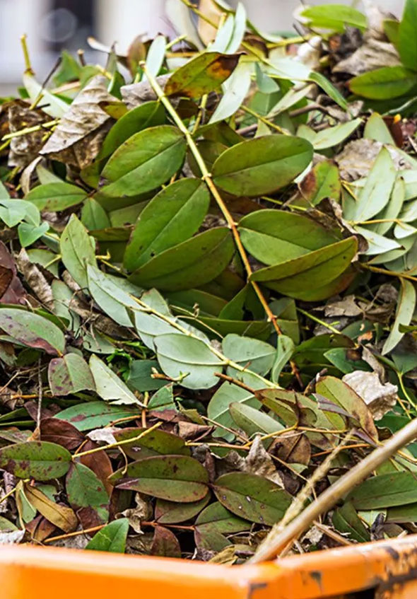 form
